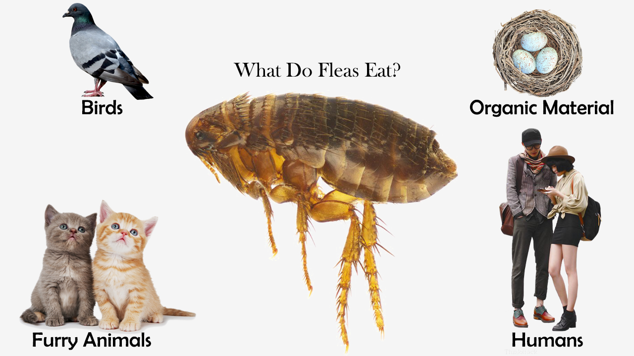 What Do Fleas Eat Feeding Nature