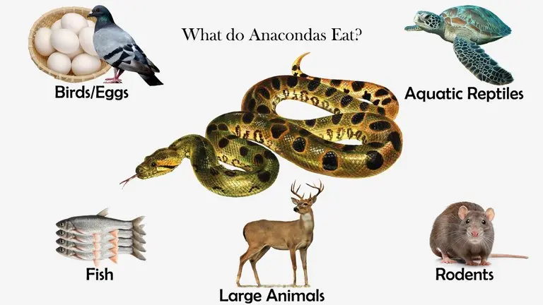 What do Anacondas Eat?