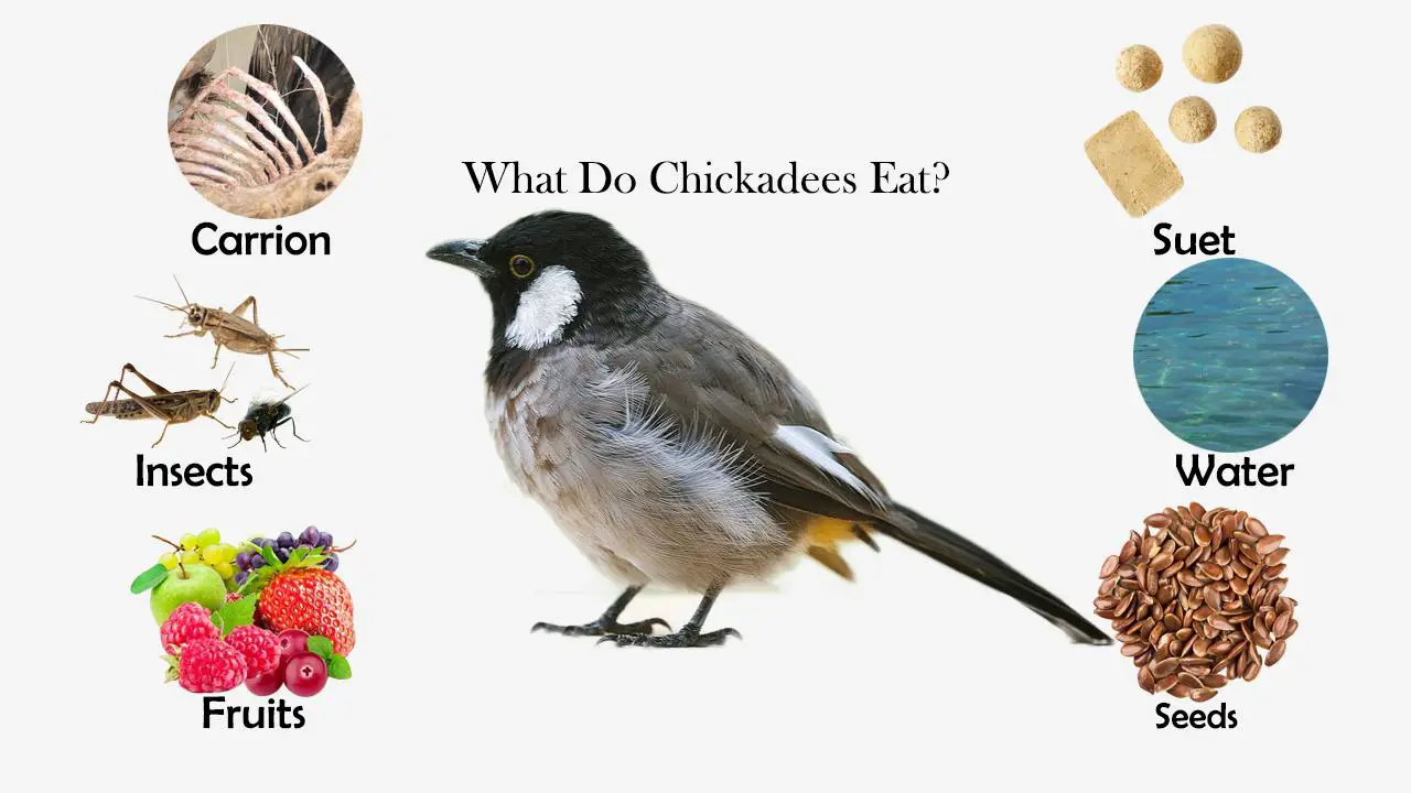 do chickadees eat suet