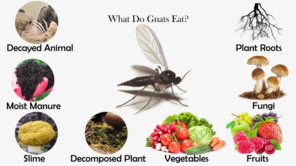 What Do Gnats Eat? Feeding Nature