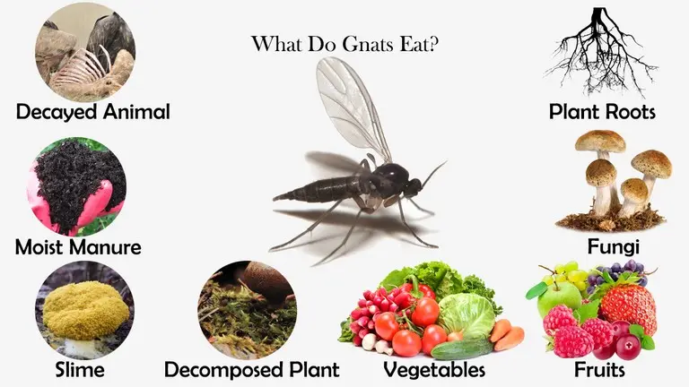 What Do Gnats Eat?