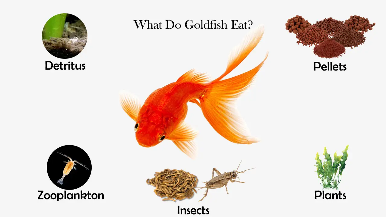 what-do-goldfish-eat-feeding-nature