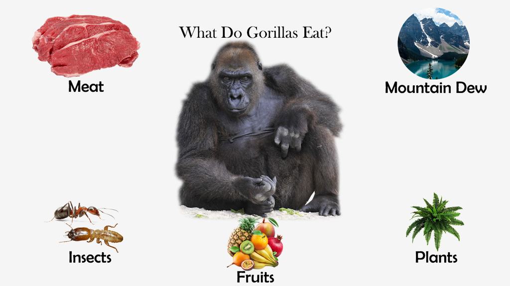 what-do-gorillas-eat-feeding-nature