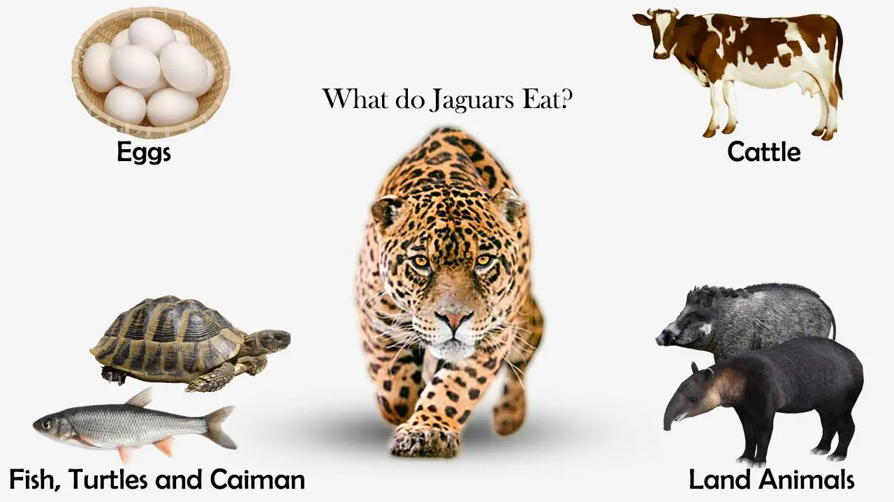 What do Jaguars Eat?