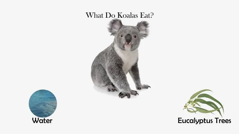 What Do Koalas Eat?