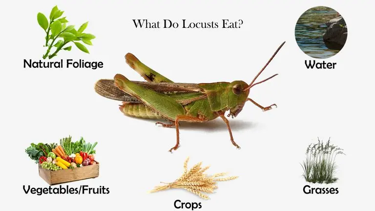 What Do Locusts Eat?