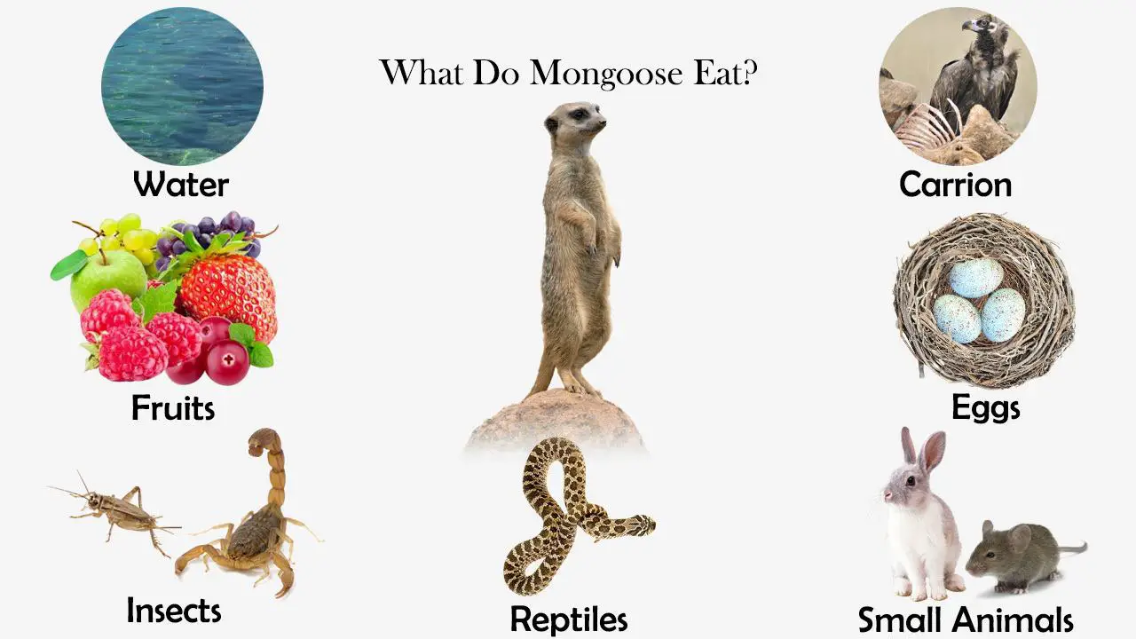 What Do Mongoose Eat?