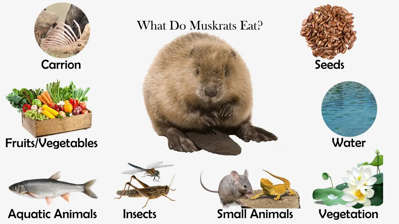 What Do Muskrats Eat?
