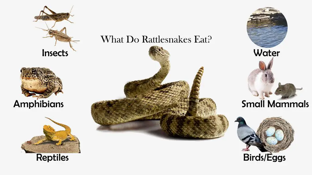 what-do-rattlesnakes-eat-feeding-nature