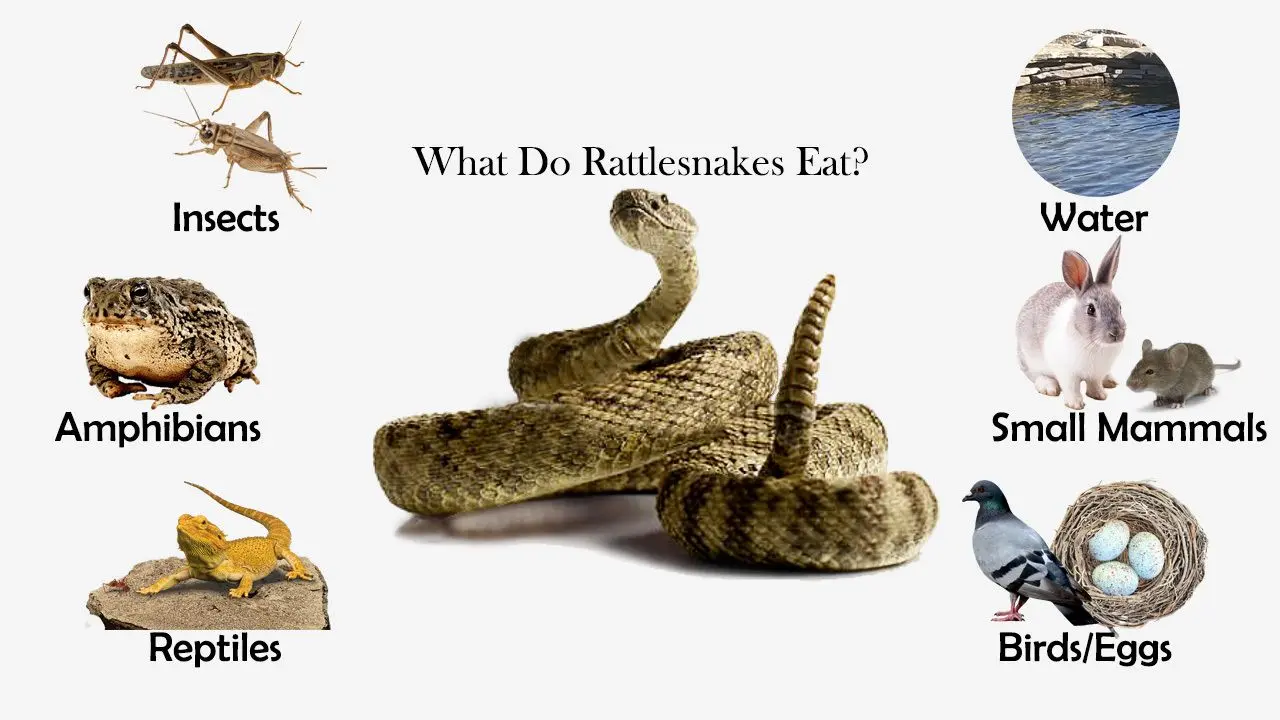 Where Do Rattlesnakes Eat?