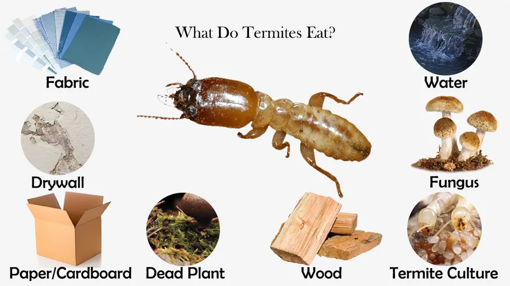 can termites eat foam mattress