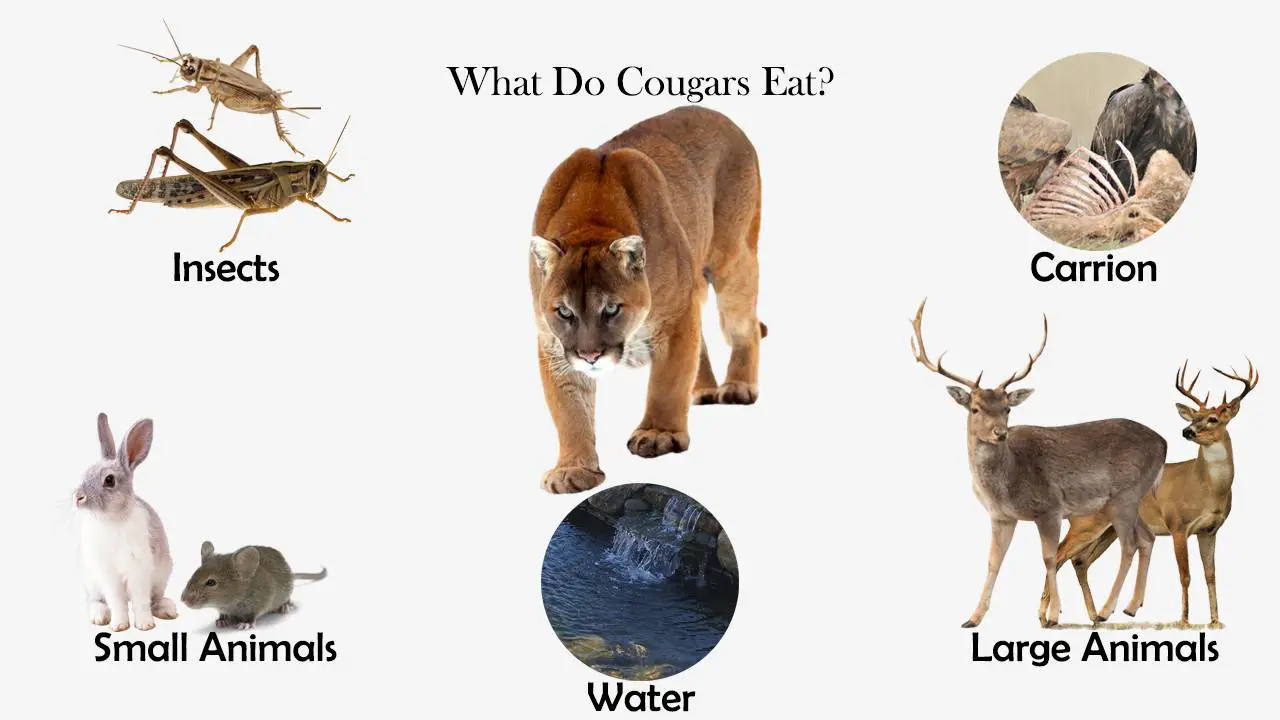 What Do Cougars Eat?
