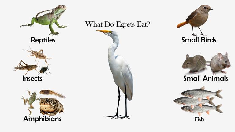 What Do Egrets Eat?