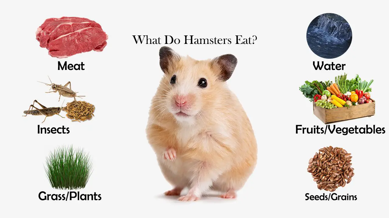 What do hamsters eat