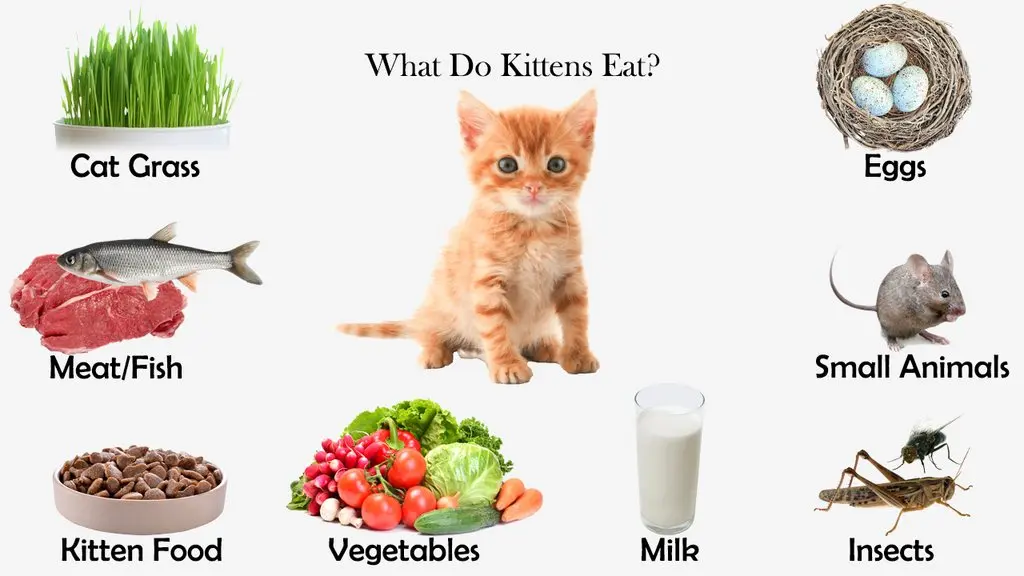 What Do Kittens Eat? Feeding Nature