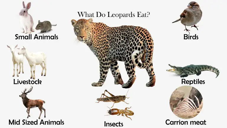 What Do Leopards Eat?
