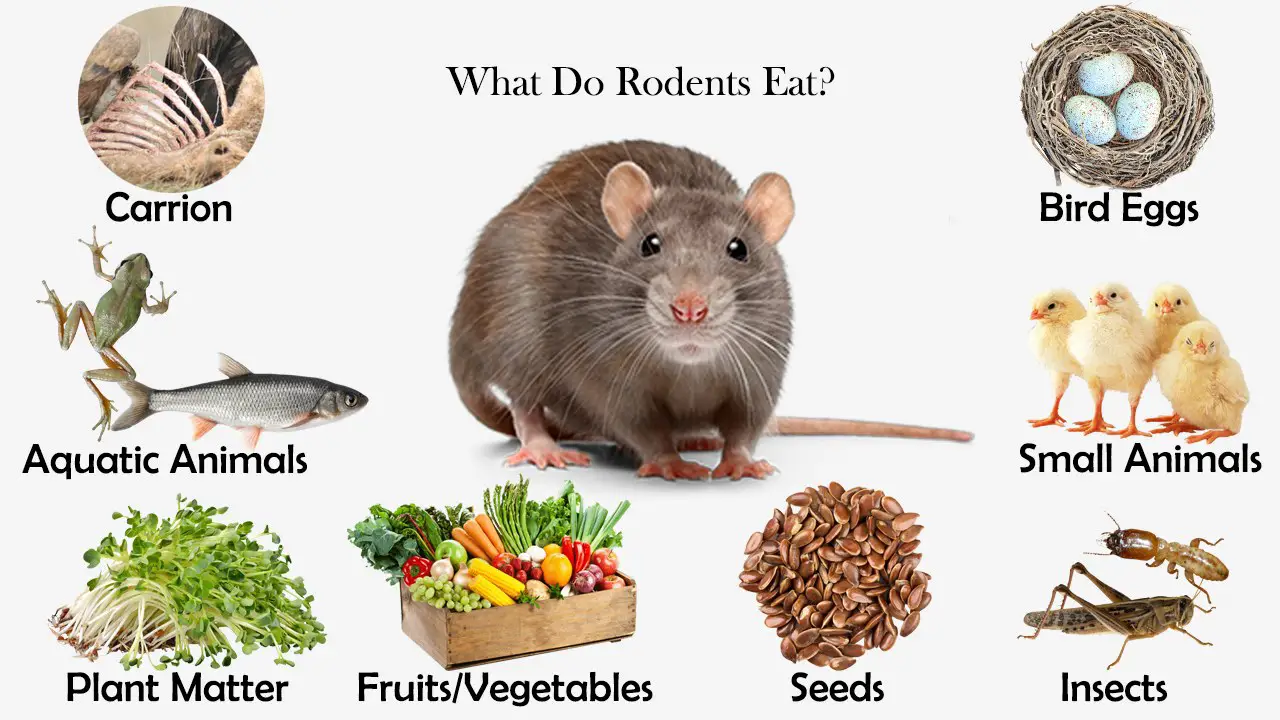 What Do Rodents Eat?