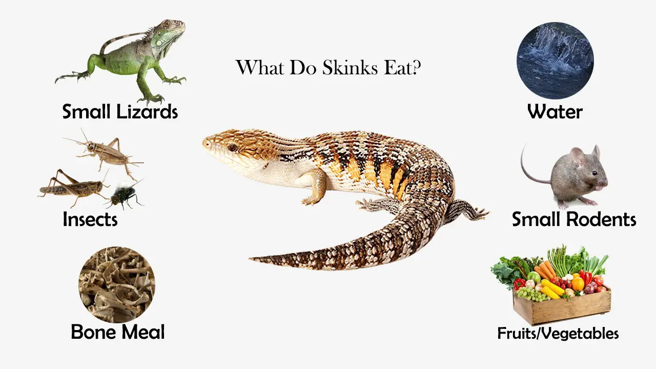 What Do Skinks Eat?