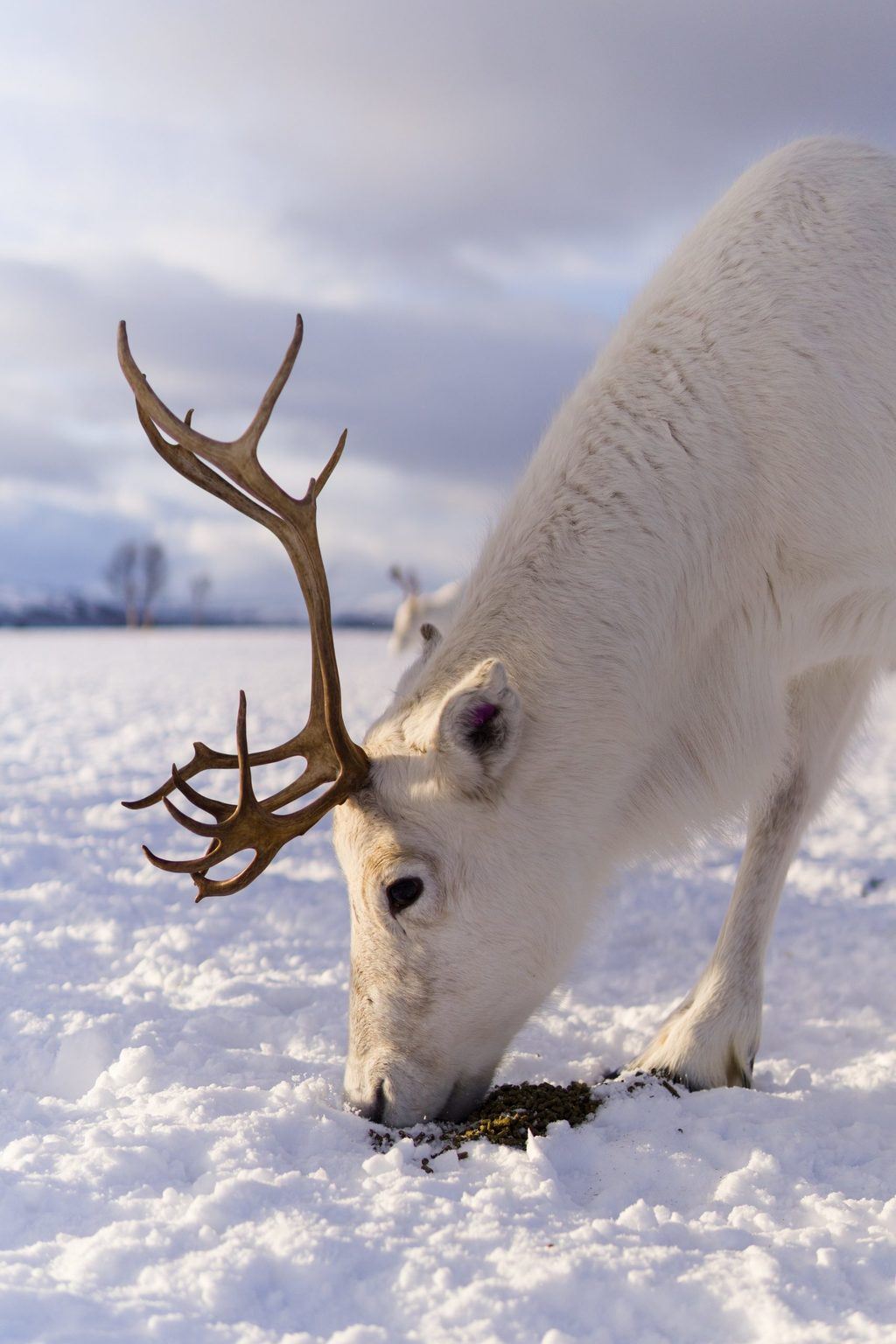 what-do-reindeer-eat-feeding-nature