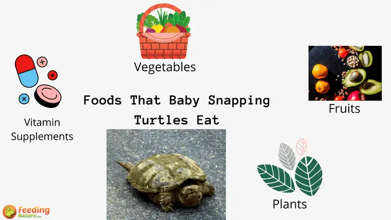 What Food Do Baby Snapping Turtles Eat?
