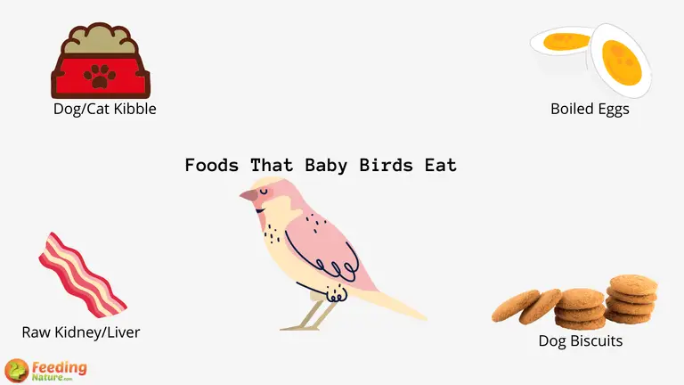 Foods That Baby Birds Eat