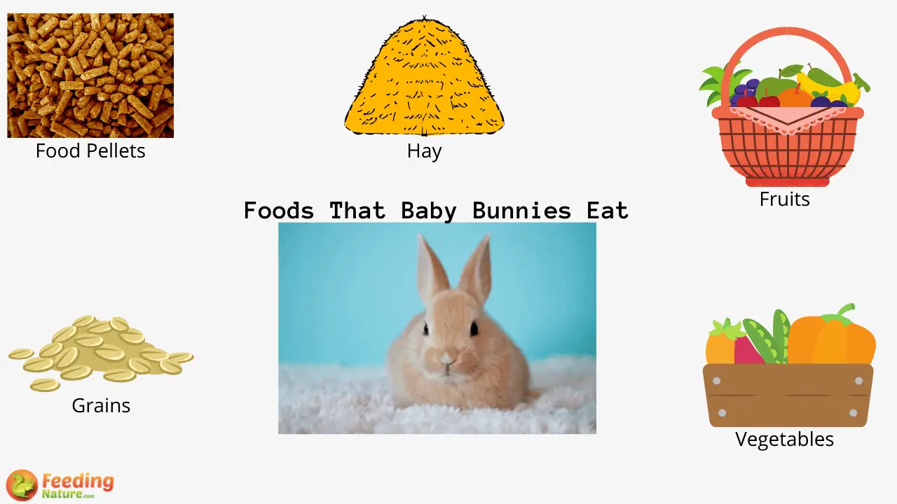 What Do Baby Bunnies Eat
