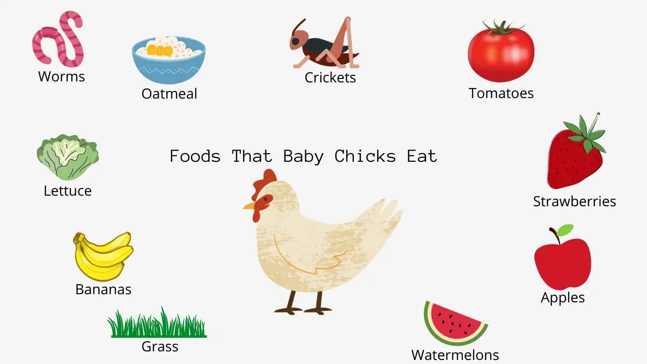 What Do Baby Chicks Eat?