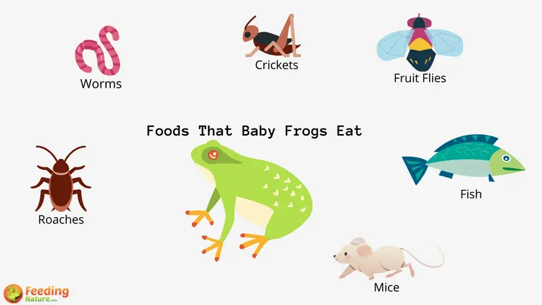 Foods That Baby Frogs Eat