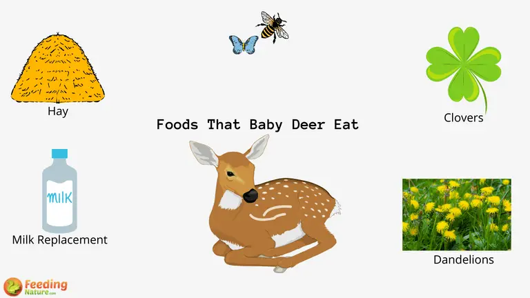 What Do Baby Deer Eat
