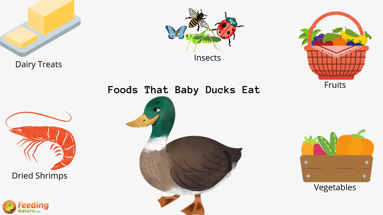 What Do Baby Ducks Eat