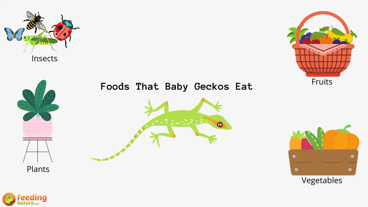 What Do Baby Geckos Eat Feeding Nature
