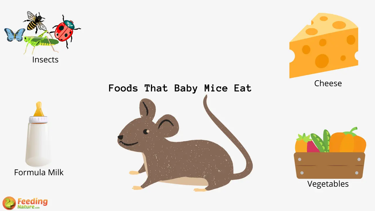What Do Baby Mice Eat