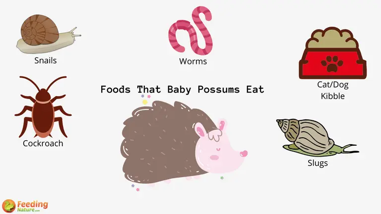 What Do Baby Possums Eat