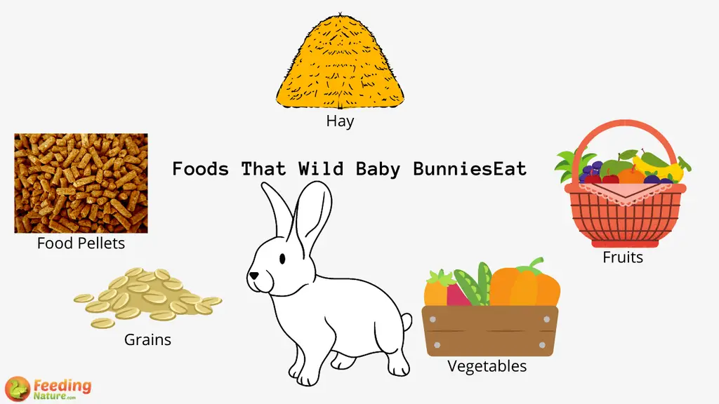 What Do Wild Baby Bunnies Eat? Feeding Nature