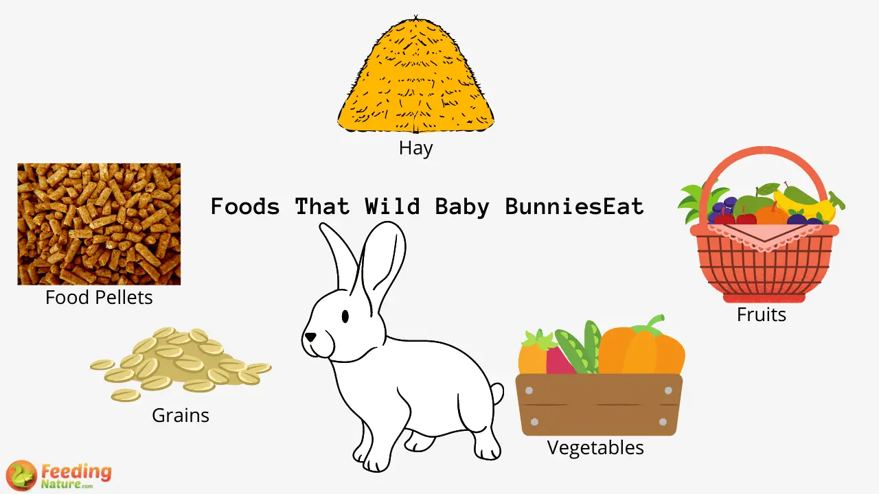 What Do Wild Baby Bunnies Eat