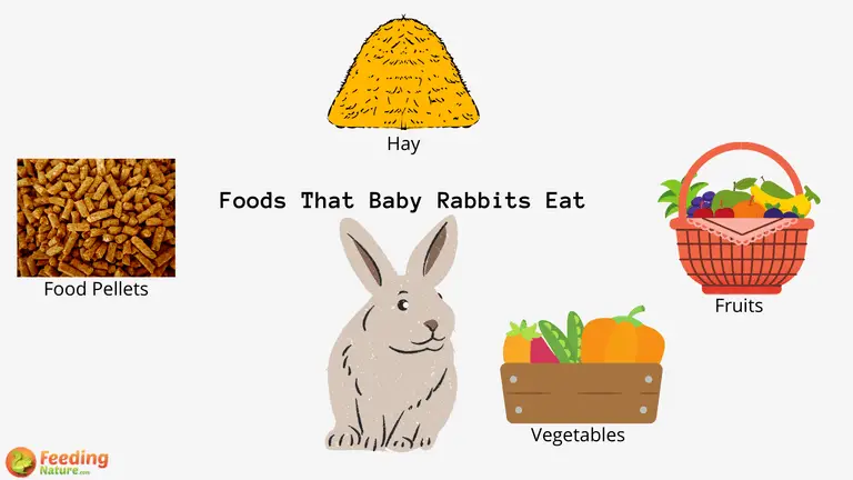 What Do Baby Rabbits EAt