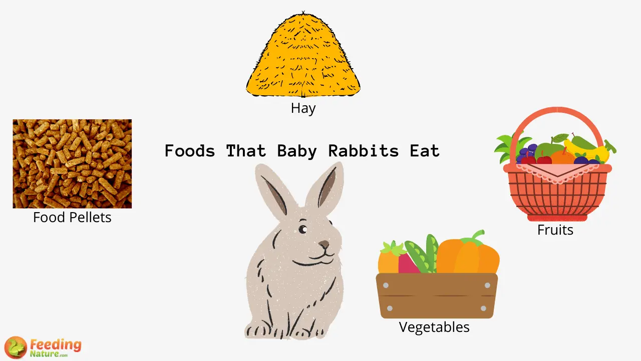 What Do Baby Rabbits Eat? Feeding Nature