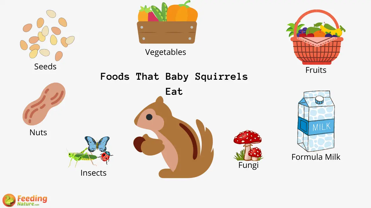 Foods That Baby Squirrels Eat