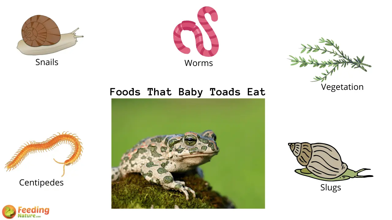 What Do Baby Toads Eat? - Feeding Nature