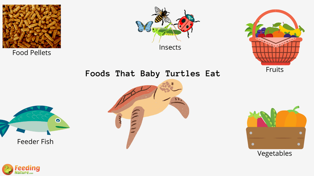 What Do Baby Turtles Eat Feeding Nature