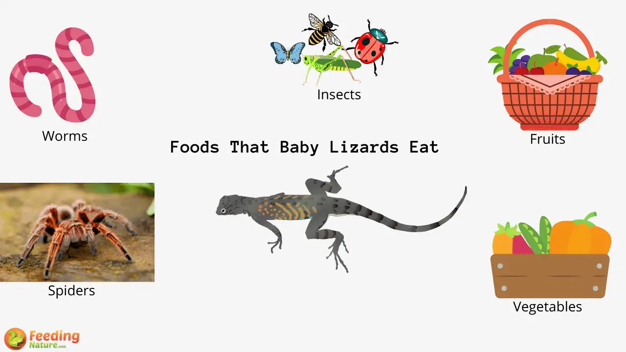 What Do Baby Lizards Eat? - Feeding Nature