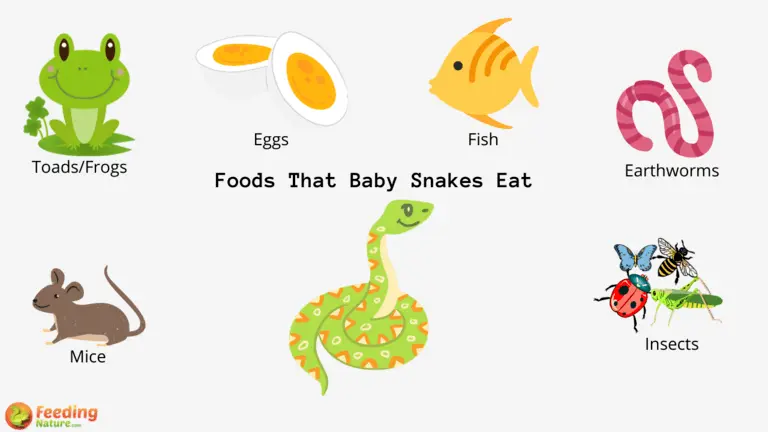 What Do Baby Snakes Eat