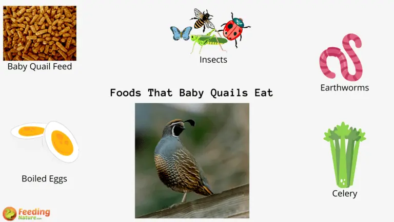 What do Baby Quails Eat