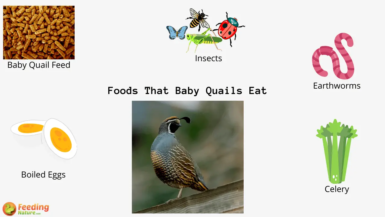 what-do-baby-quails-eat-feeding-nature