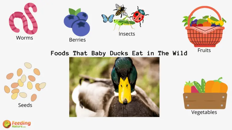 What Do Baby Ducks in The Wild