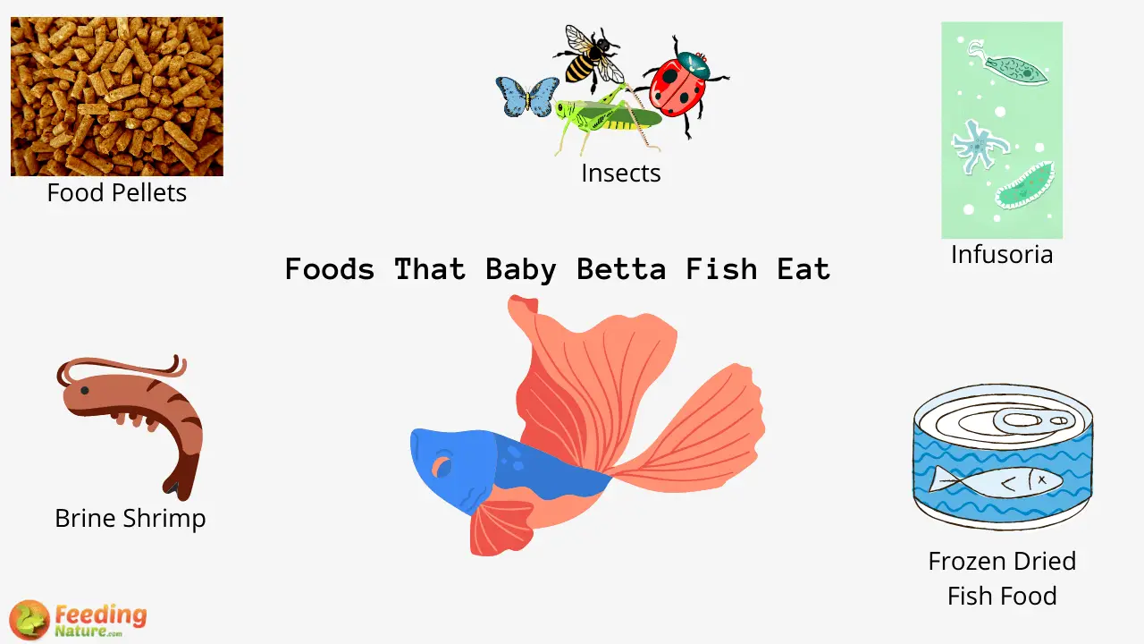 What Do Baby Betta Fish Eat