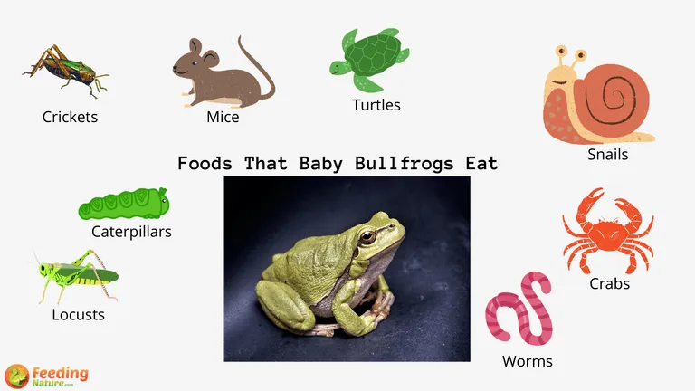 What Do Baby Bullfrogs Eat