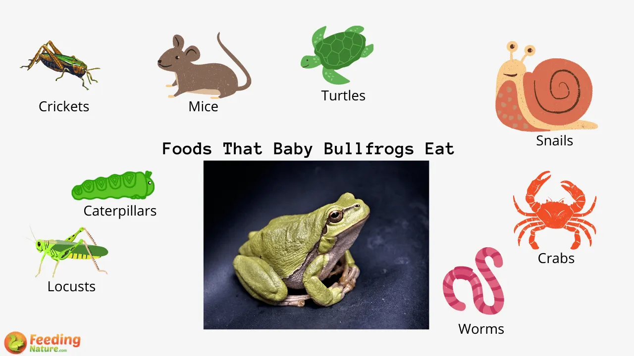 What Do Baby Bullfrogs Eat? - Feeding Nature