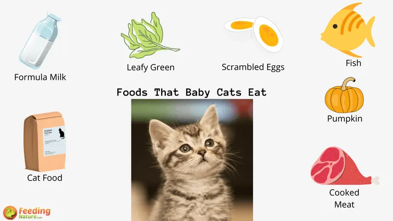 What Do Baby Cats Eat