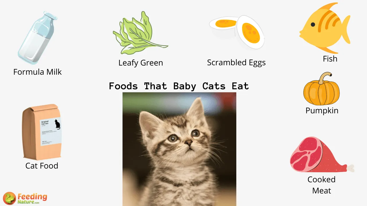 What Do Baby Cats Eat? Feeding Nature